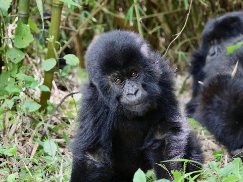 Africa 4 Corner Safari-吉佳利必去景点