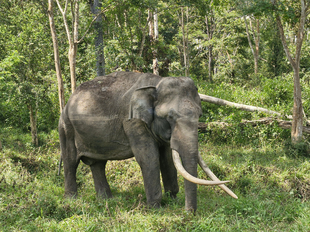Kabini Wildlife Safari - Day Tour-纳加尔霍雷国家公园必去景点