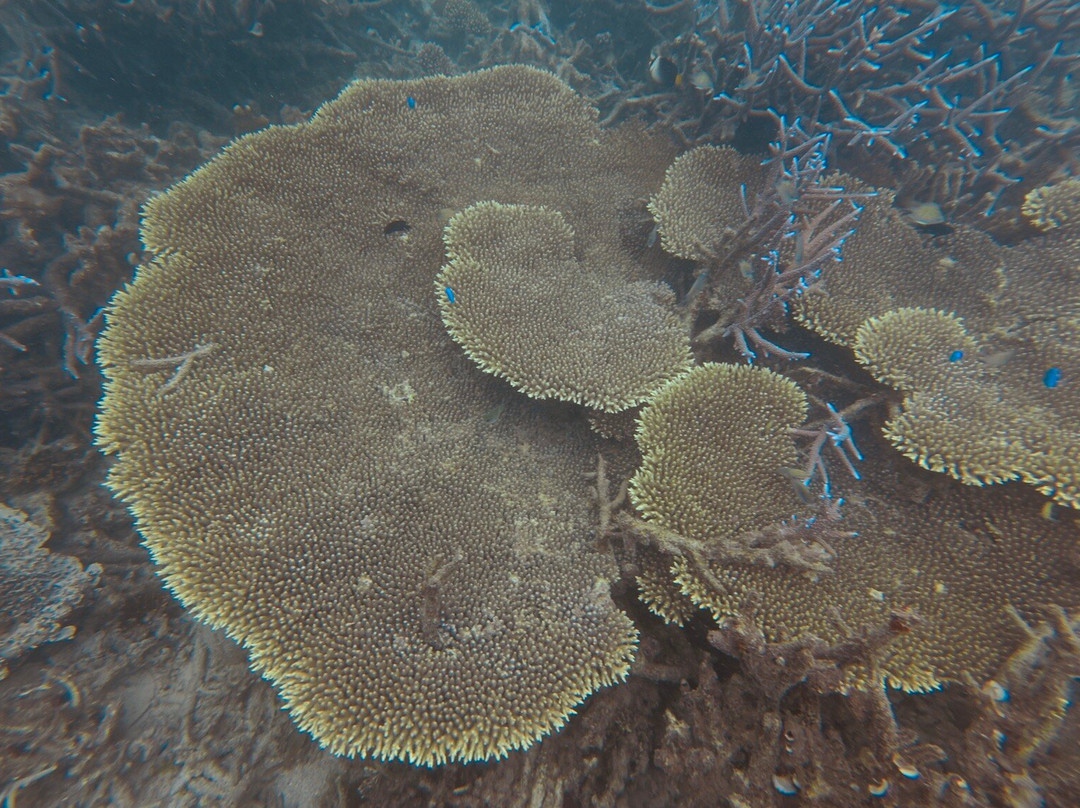 琴多南岛度假&潜水中心主图