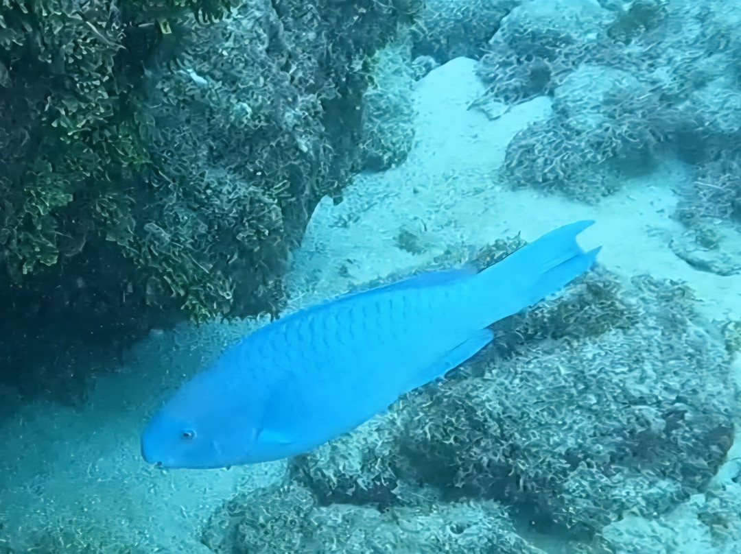 Looe Key Dive Center-Ramrod Key必去景点