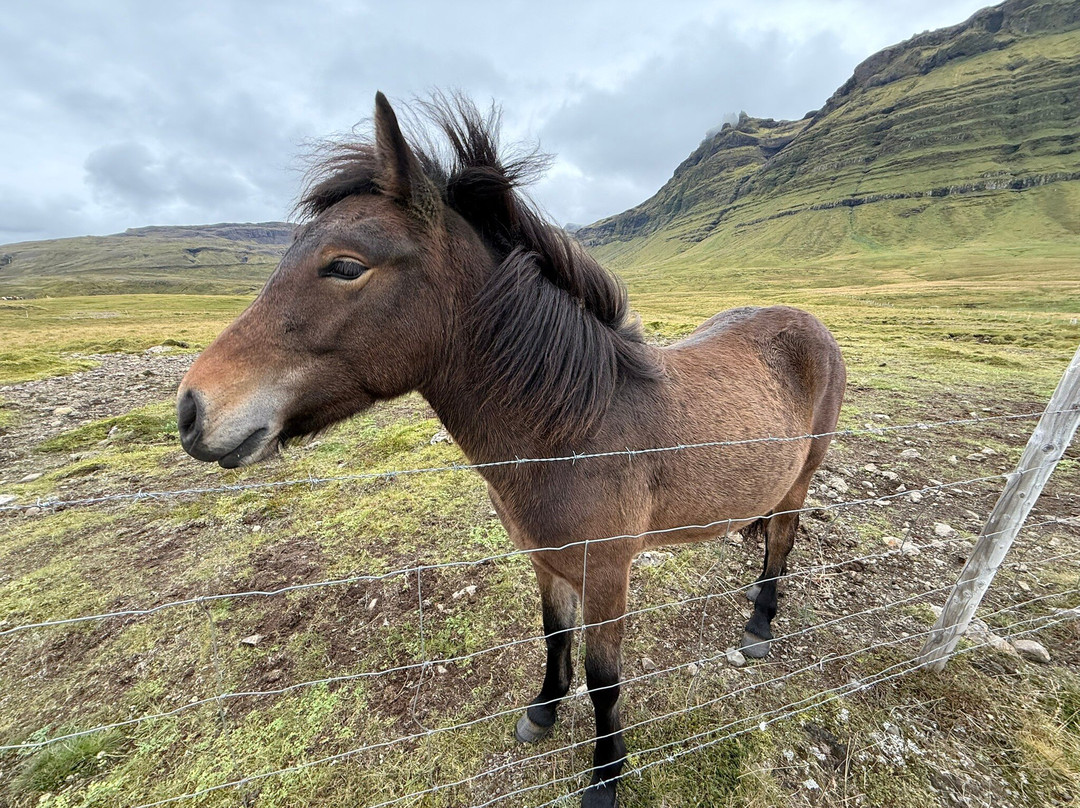 Snaefellsnes Excursions-格伦达菲厄泽必去景点