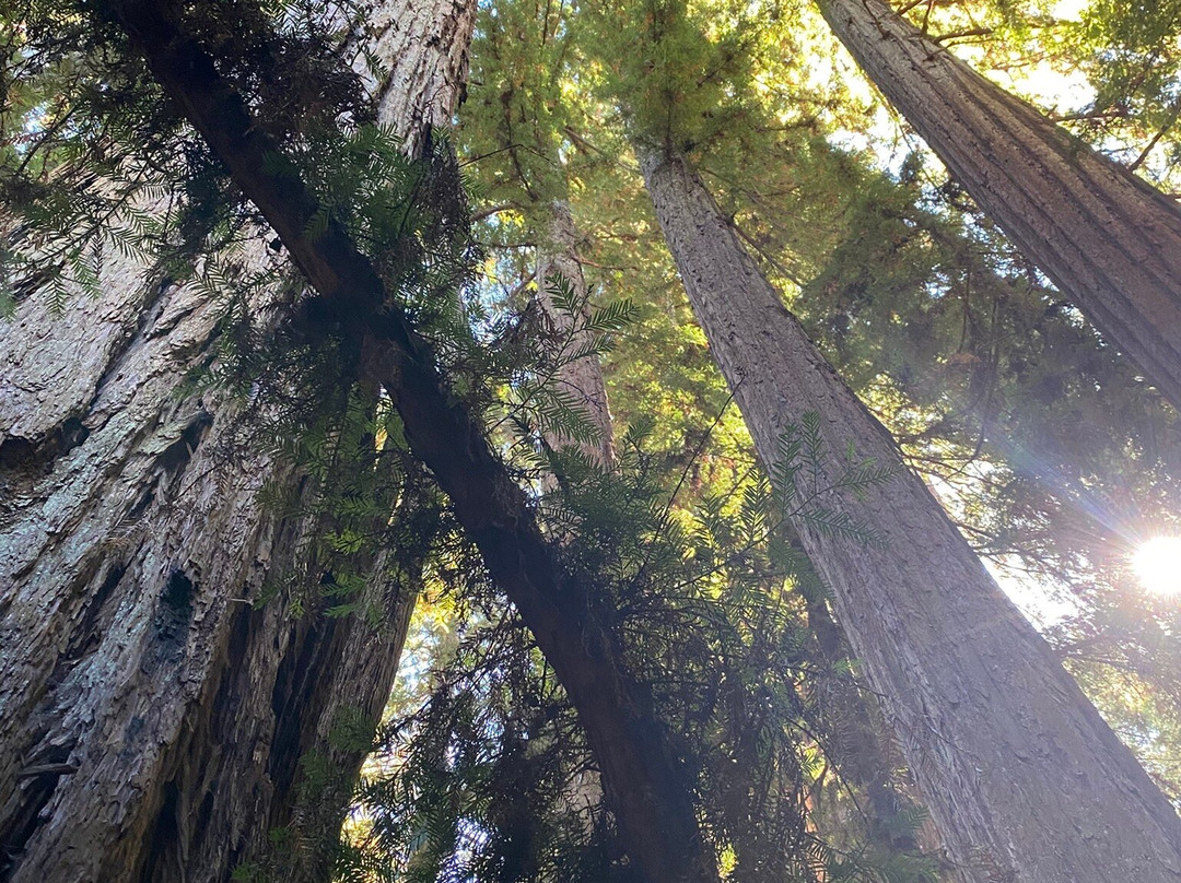 Armstrong Redwood State Reserve-Guerneville必去景点