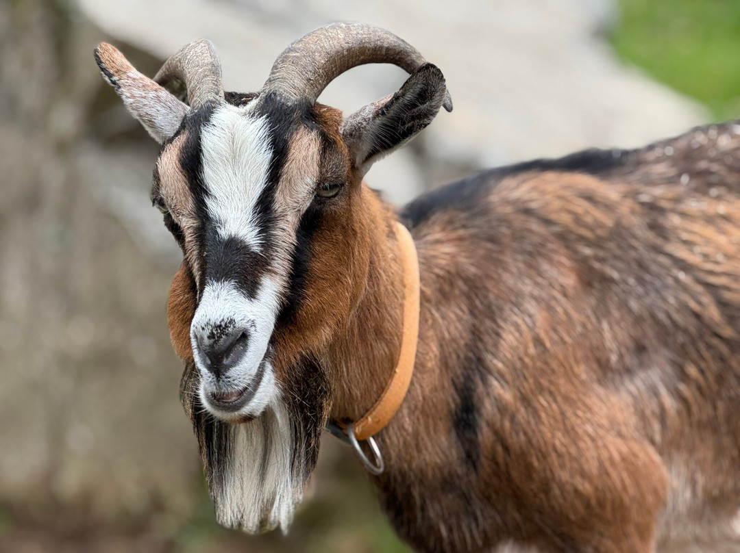 Steinwasen Park-Oberried必去景点