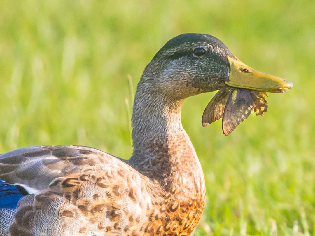 Bord Du Lac Park-莱克查尔斯必去景点