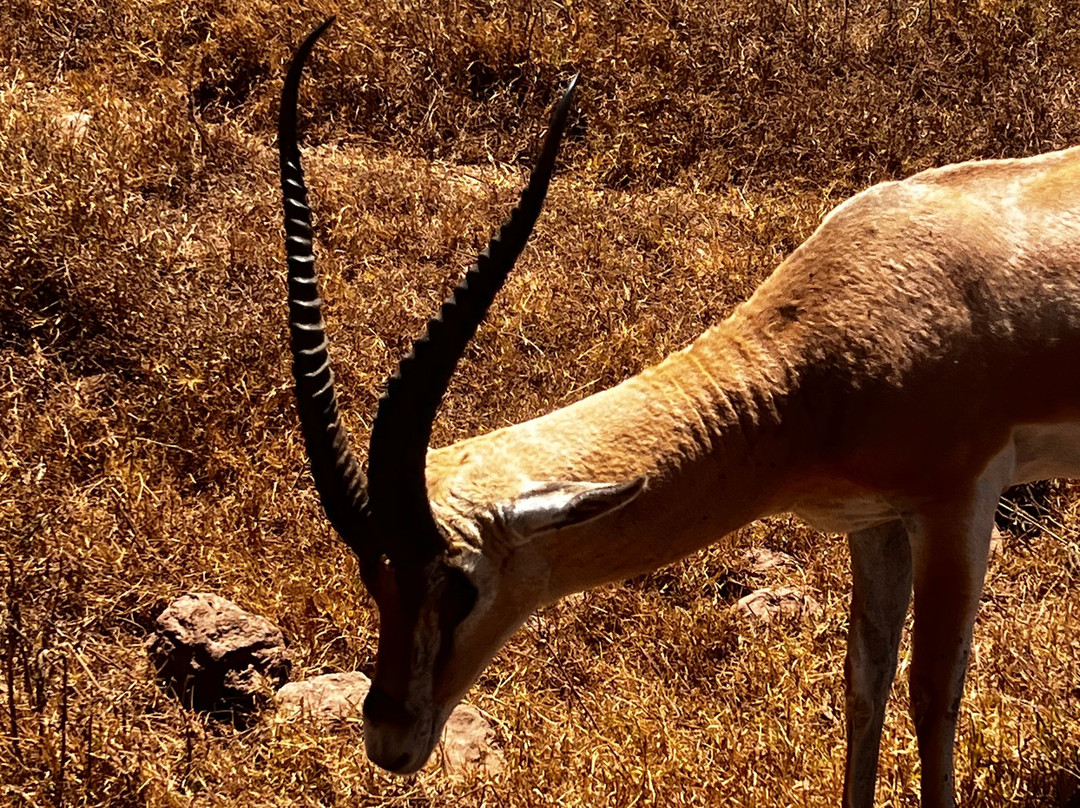 Shemeji Safari-阿鲁沙必去景点
