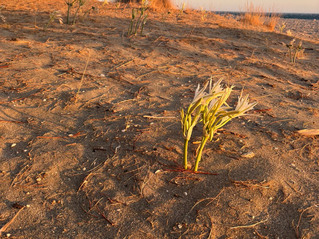 Studios Stavris主图