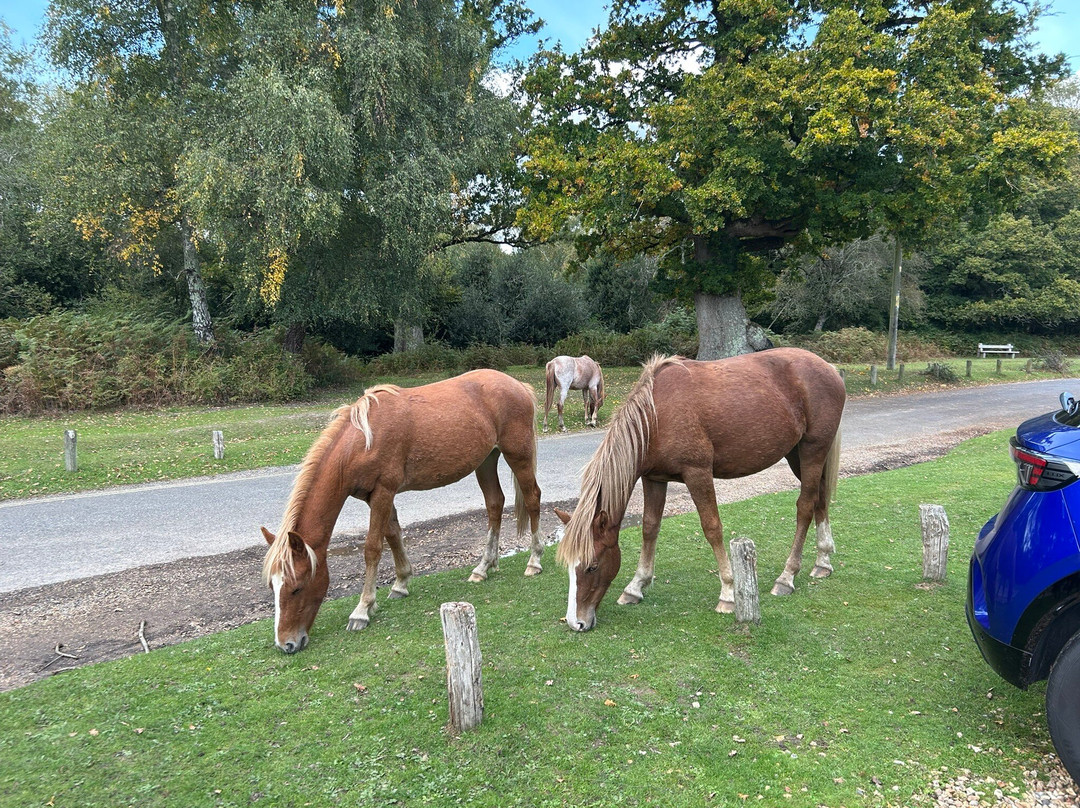 Cyclexperience (new Forest)-Brockenhurst必去景点