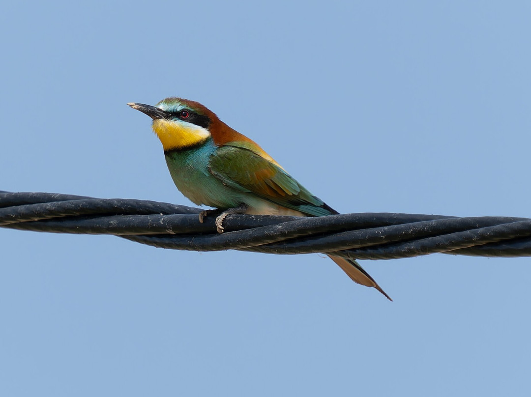 Discovering Donana-El Rocio必去景点