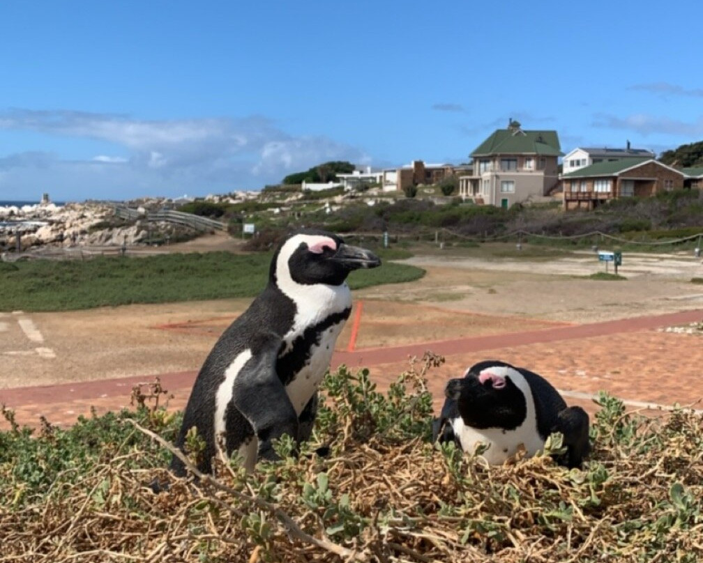 White Shark Projects-干斯拜必去景点
