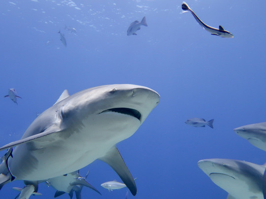 Barefoot Shark Encounters Fiji-丹娜努岛必去景点