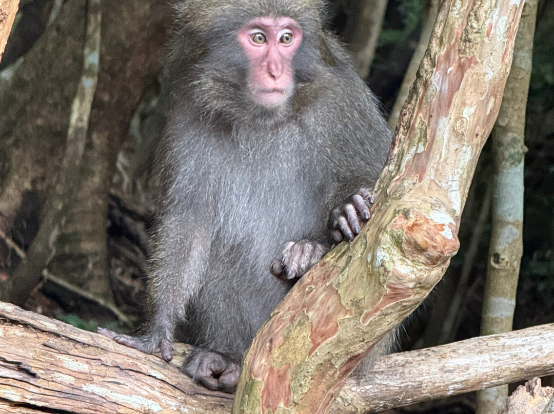 Yakushima Experience - Private Tour-屋久岛町必去景点