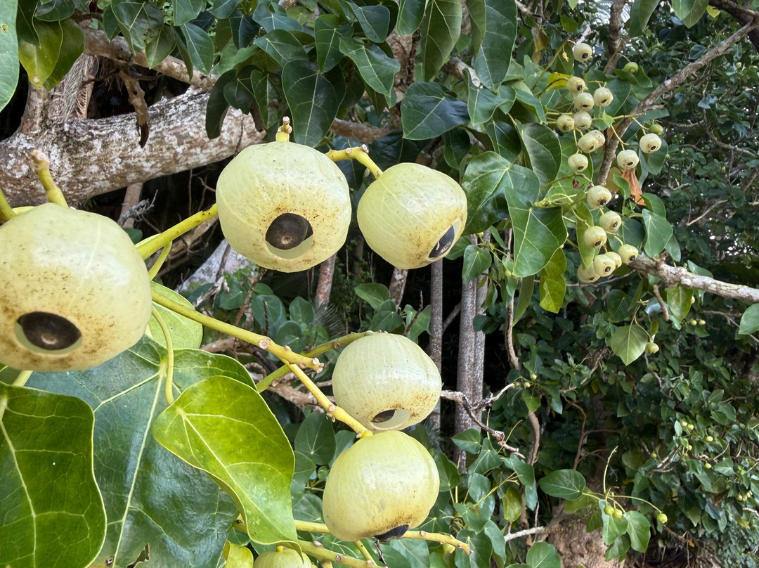 Hotel Hoshitate Iriomotejima主图