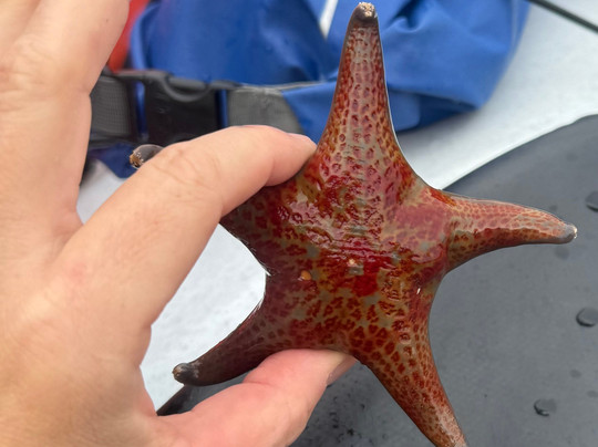 Paddle West Kayaking-托菲诺必去景点