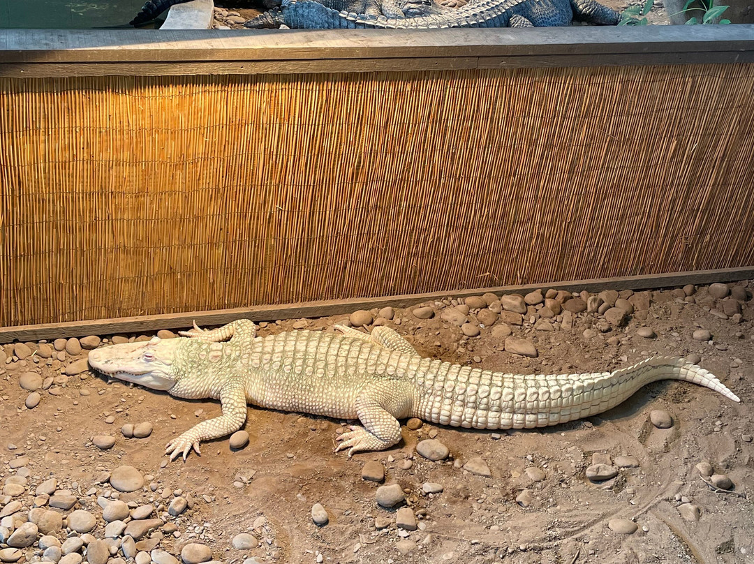 Clyde Peeling's Reptiland-Allenwood必去景点