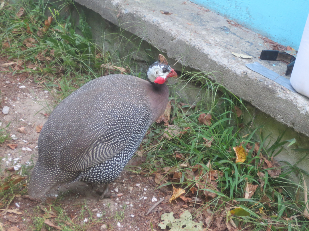 Fantastic Umbrella Factory-Charlestown必去景点
