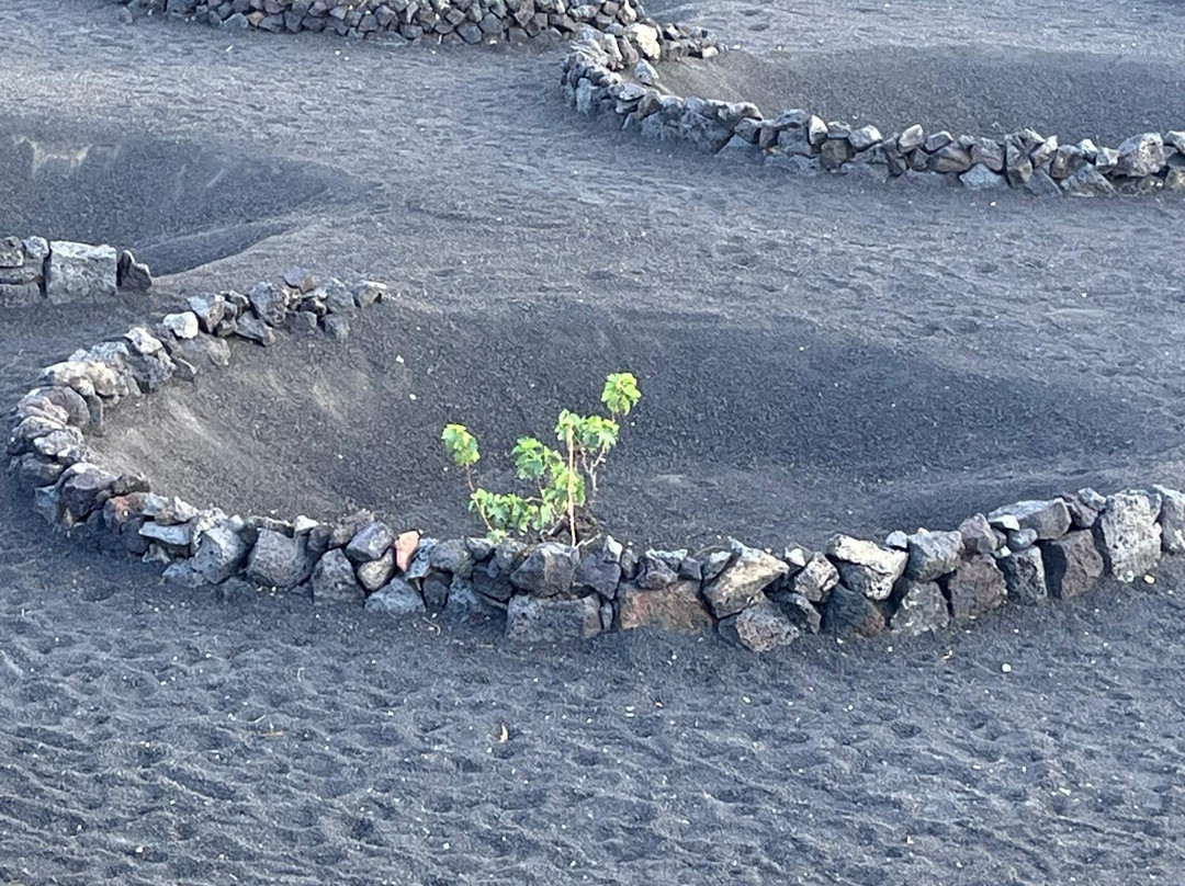 Wine Tours Lanzarote-卡门港必去景点