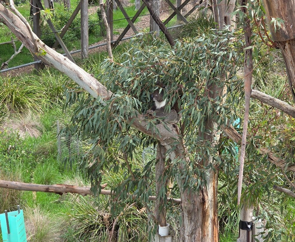 菲利普岛自然公园－考拉保护中心-莱尔必去景点
