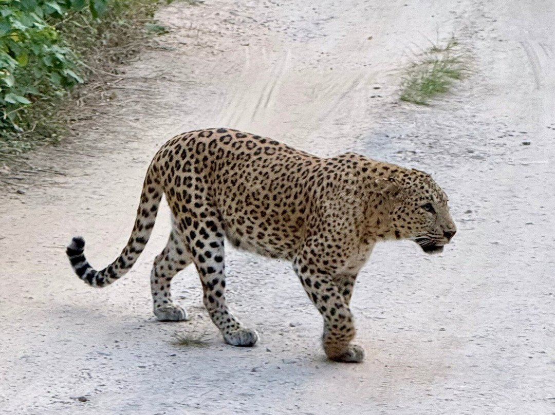 Jhalana Leopard Safari Park-斋蒲尔必去景点