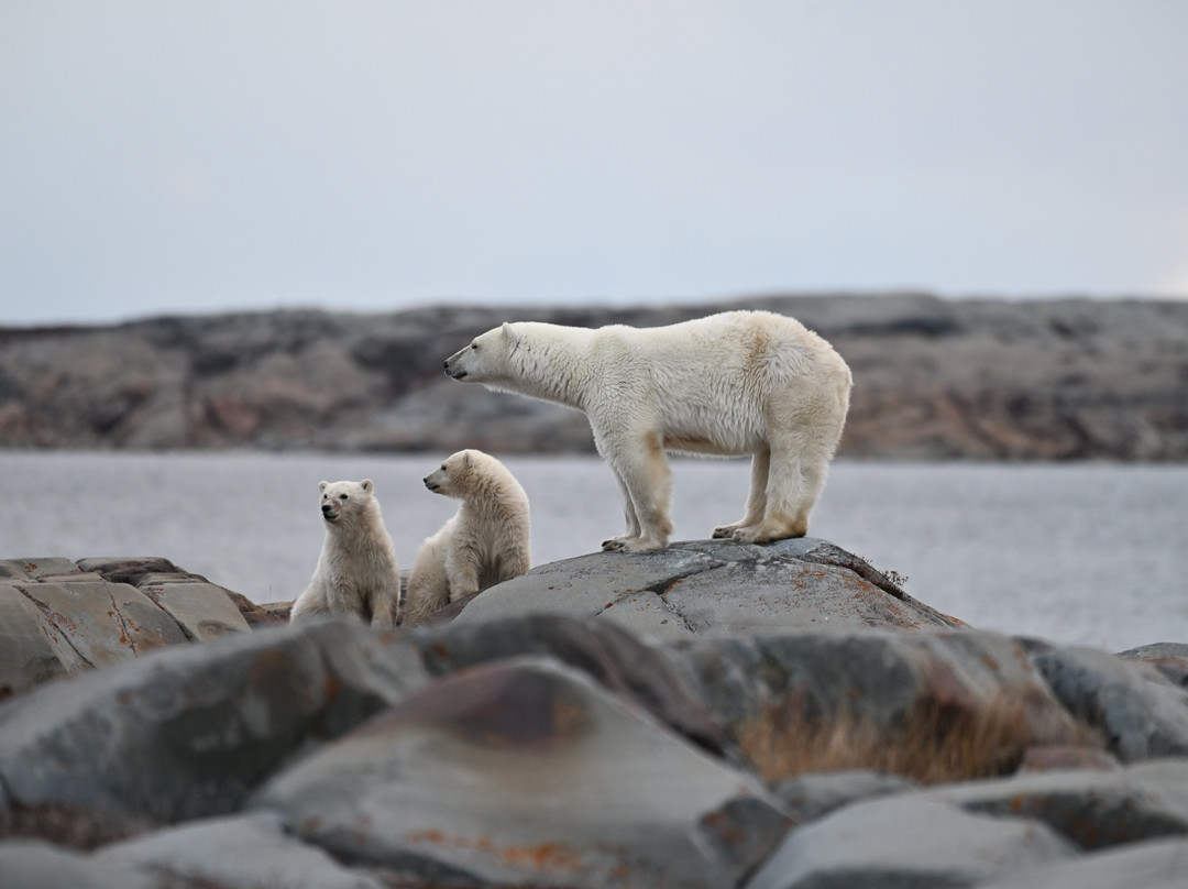 Discover Churchill Tours-丘吉尔必去景点