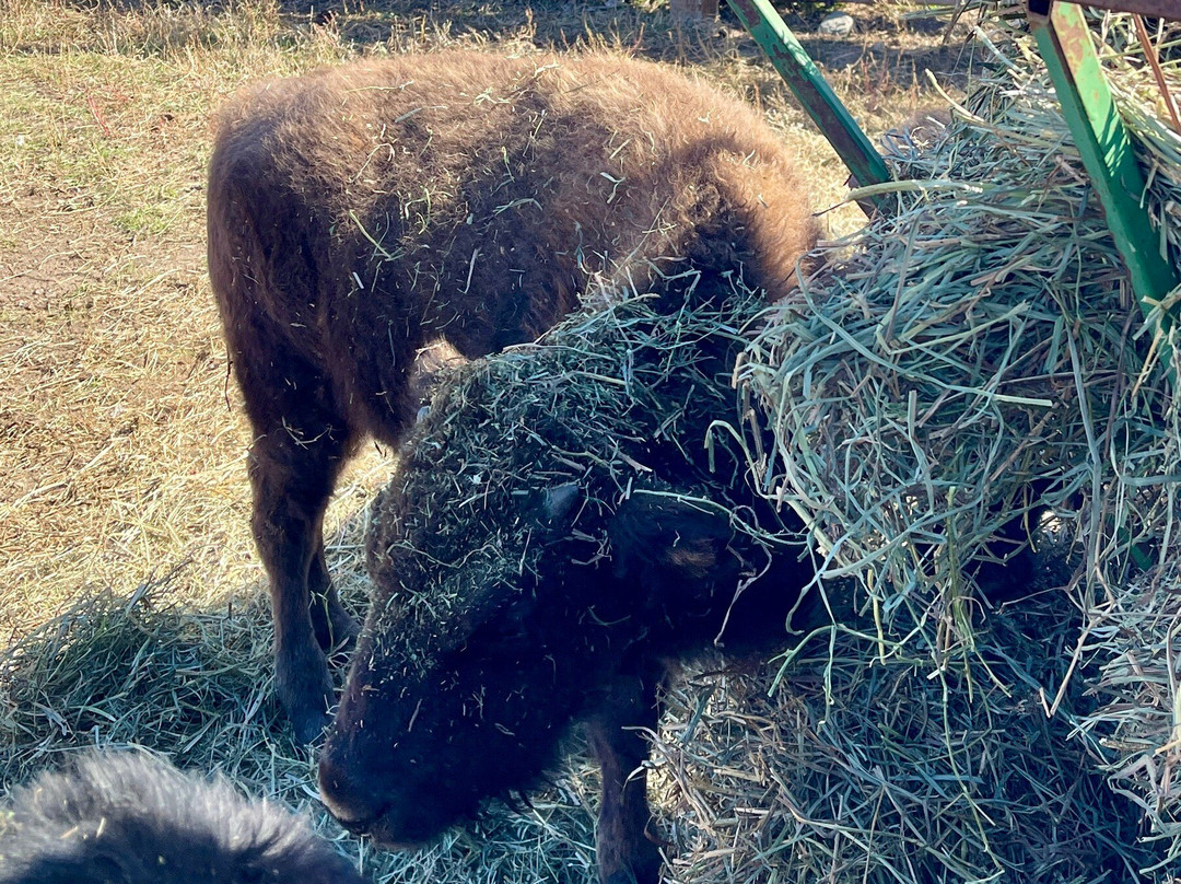 Terry Bison Ranch Resort-夏延必去景点