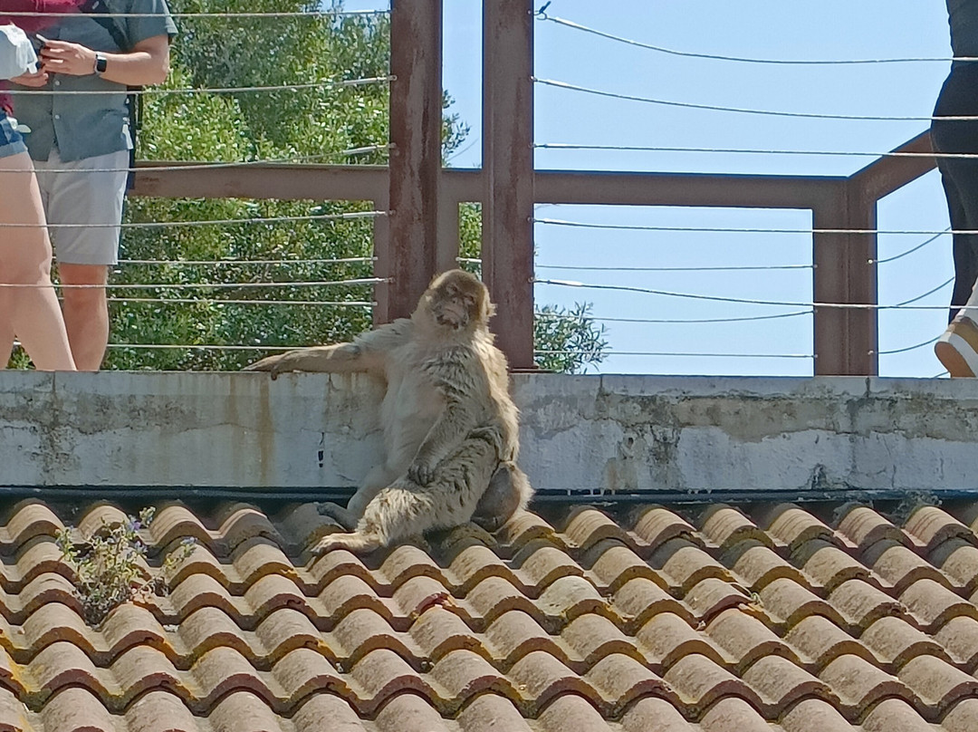 Apes Den-直布罗陀必去景点