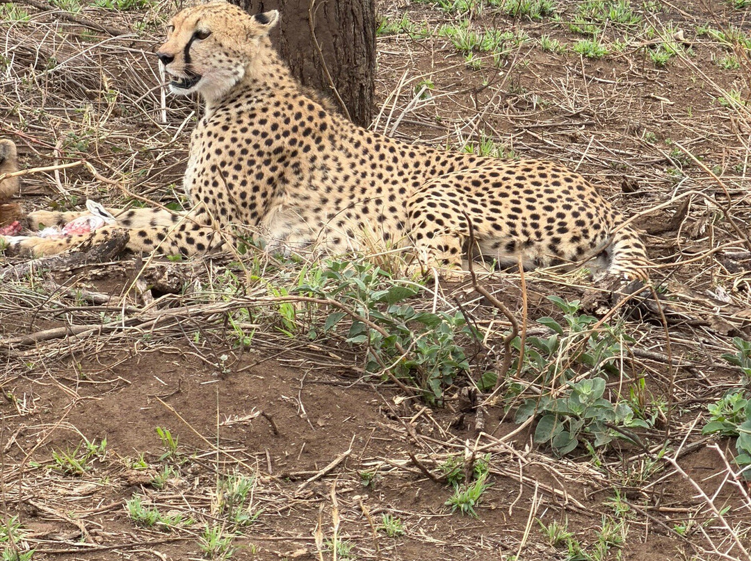 Unlimited Expeditions - The Soul Of Tanzania-阿鲁沙必去景点