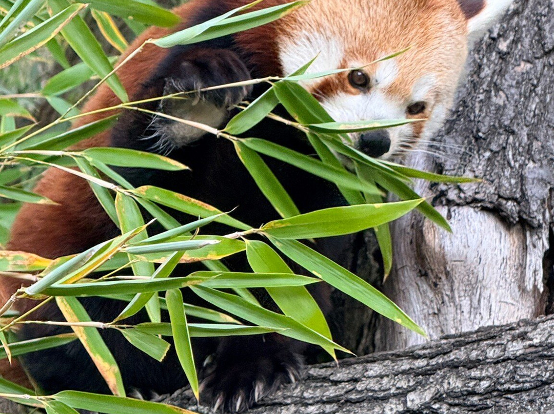 ZOO Bratislava-布拉迪斯拉发必去景点