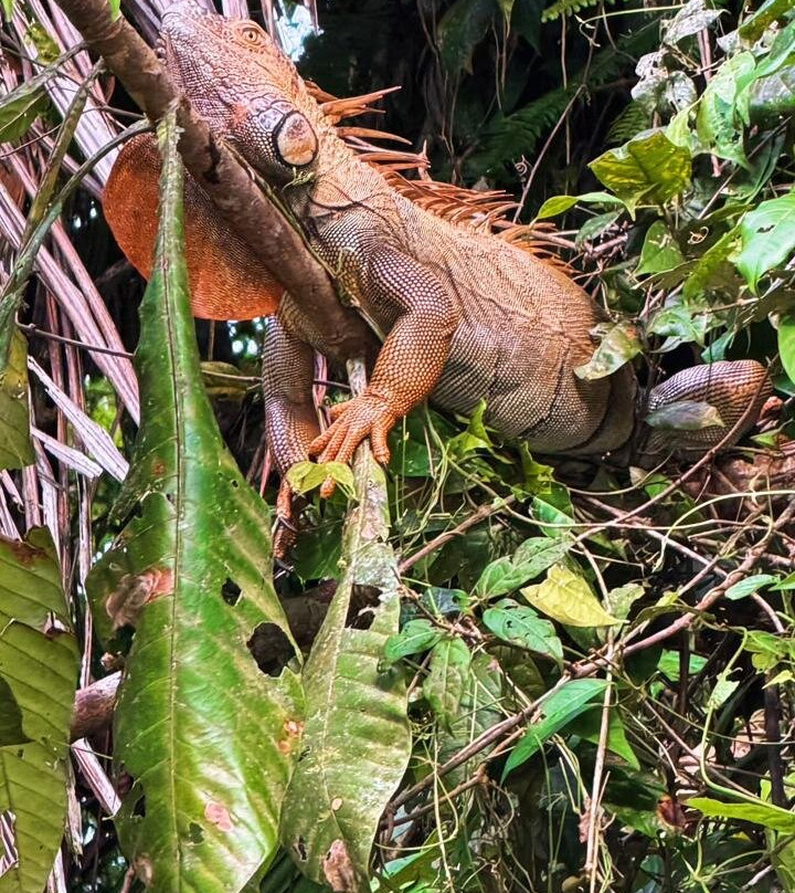 Harpy Eagle Tortuguero-托图杰多必去景点