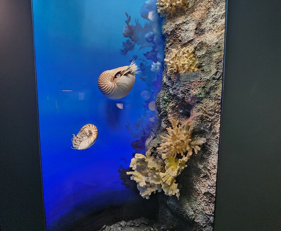 The Bailey-Matthews National Shell Museum & Aquarium-萨尼贝尔岛必去景点