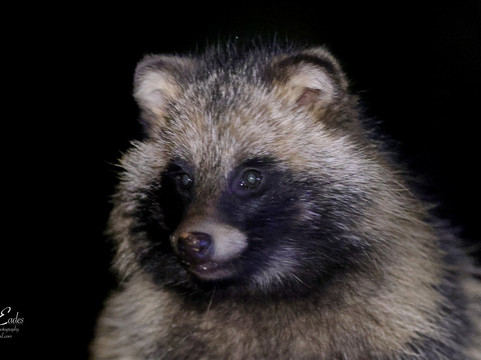 Wildlife Dreams-雾观必去景点