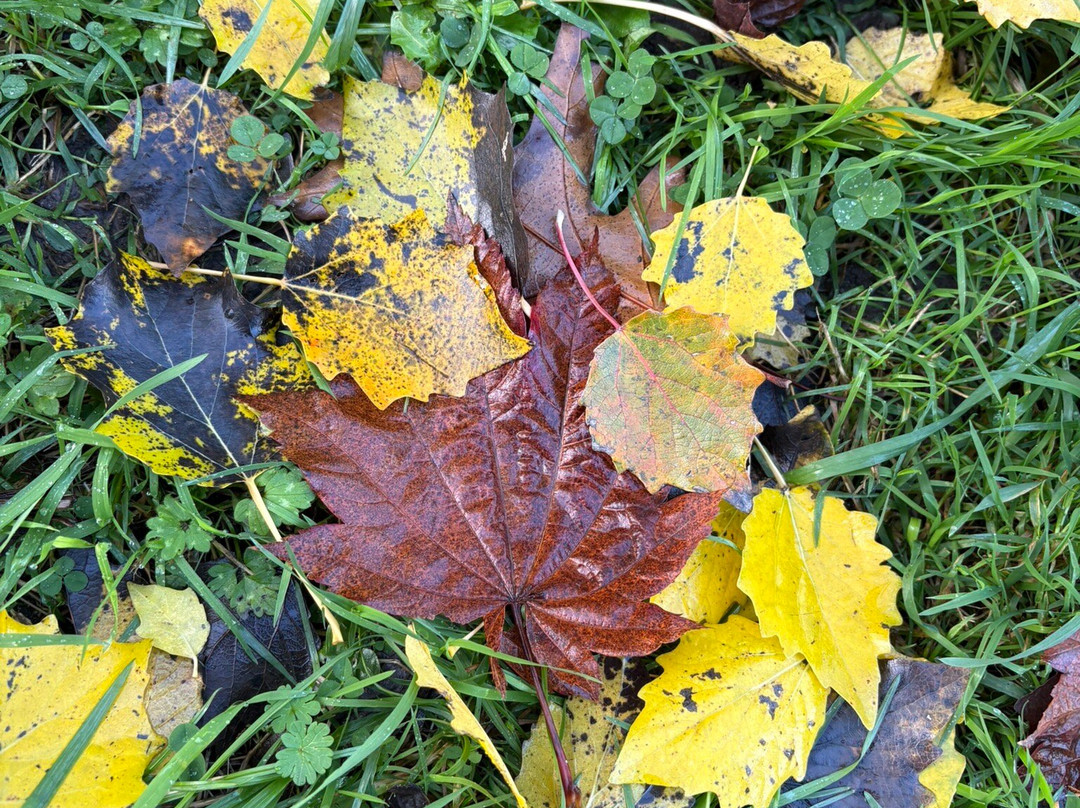 Mount Ephraim Gardens-Hernhill必去景点