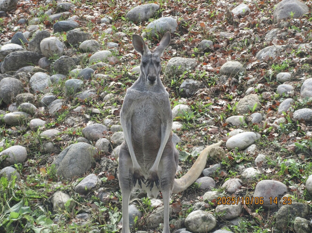 Assiniboine Park Zoo-温尼伯必去景点