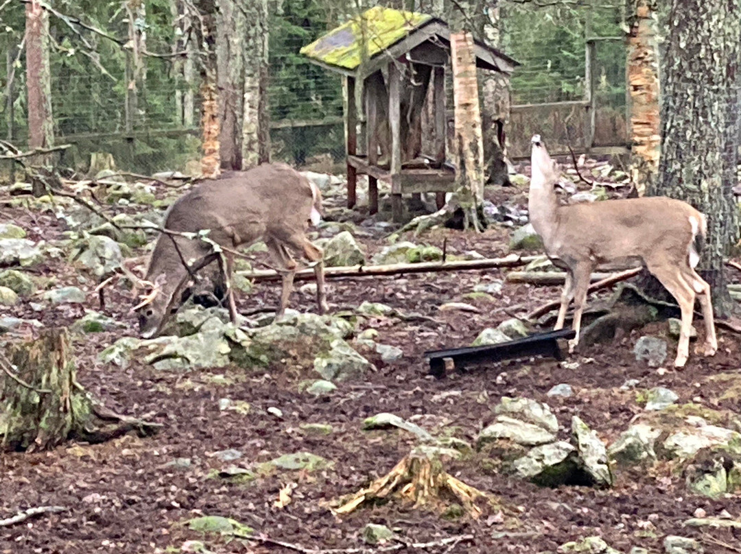 Ranua Zoo-Ranua必去景点
