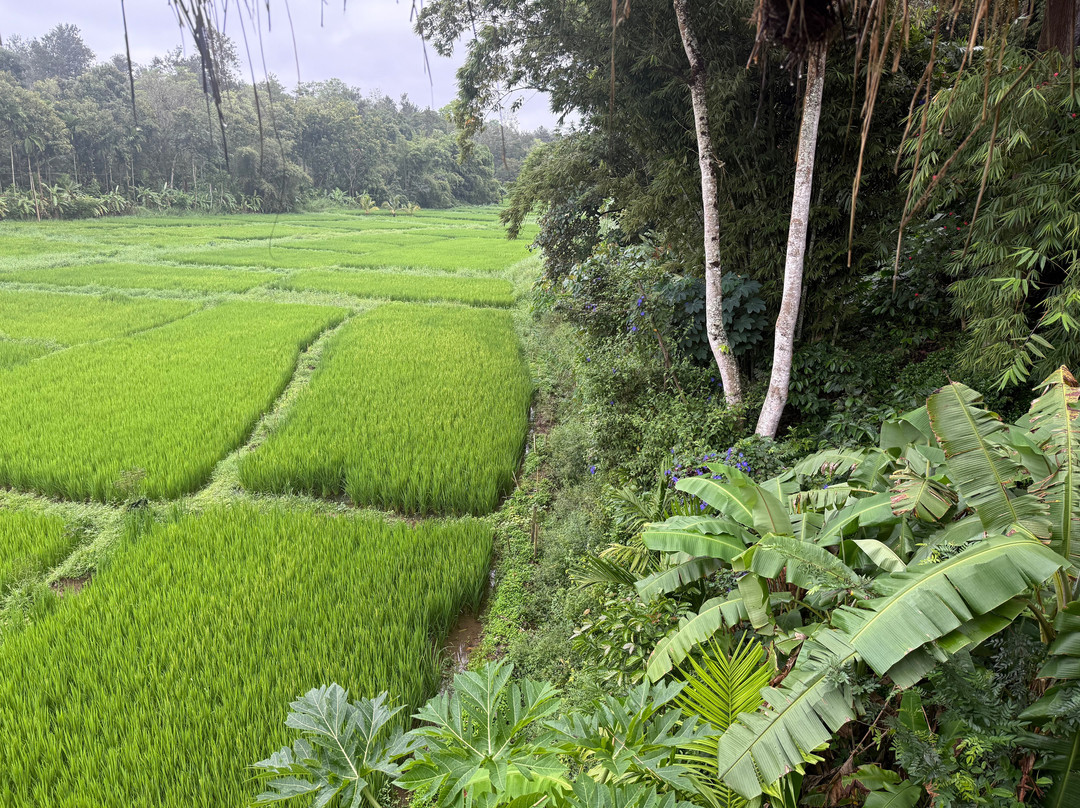 Evolve Back, Coorg主图