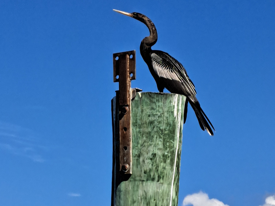 Suncoast Adventure Tours And Charters-Osprey必去景点