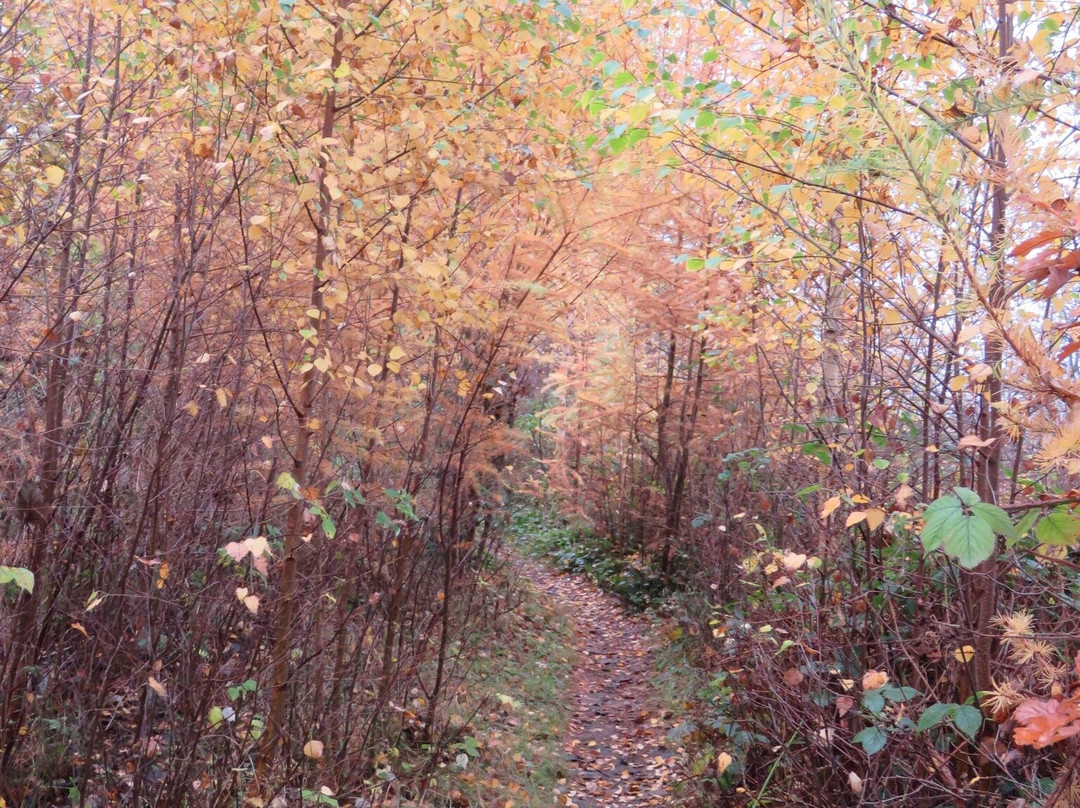 South Queensferry-爱丁堡必去景点