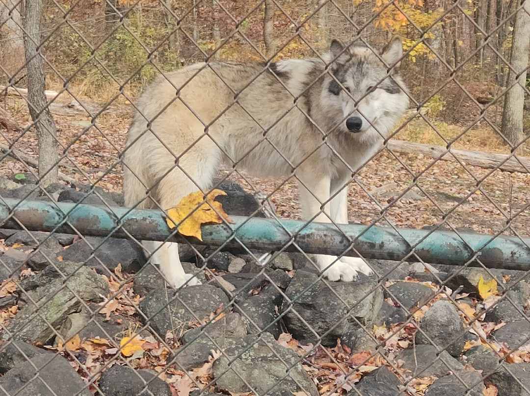 Lakota Wolf Preserve-Columbia必去景点