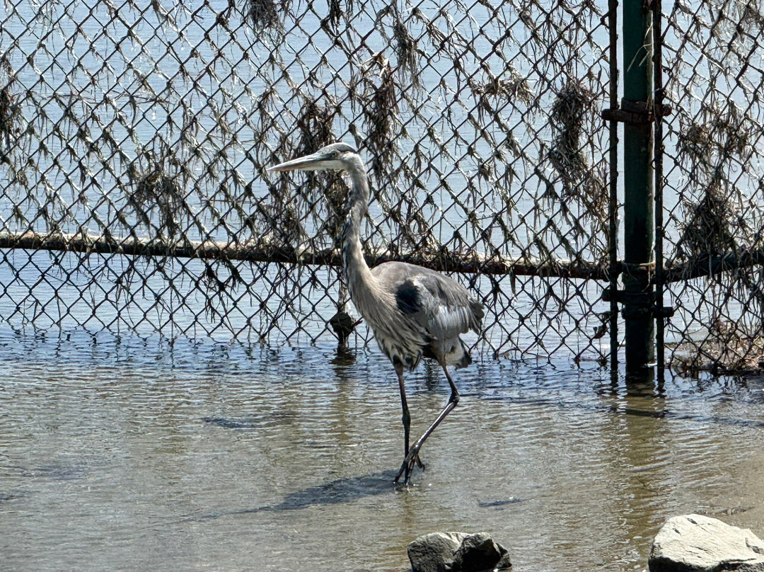 Bolsa Chica Ecological Reserve-亨廷顿海滩必去景点