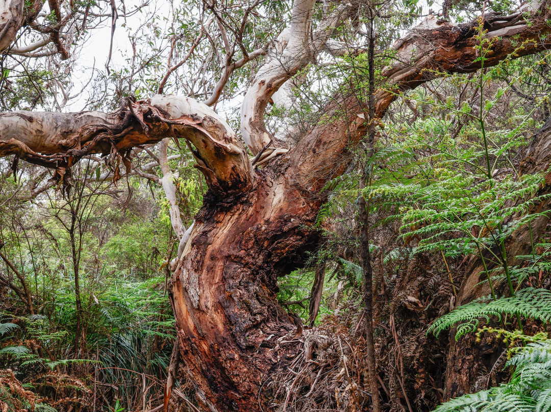 AllTrails Tours-墨尔本必去景点