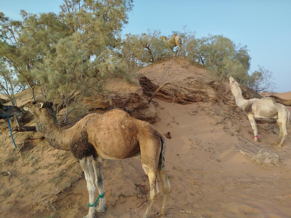 Grain de Sable du Maroc-迈哈米德必去景点