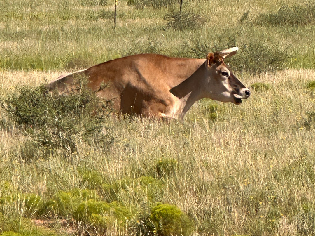 Oswald Vineyard-Brownfield必去景点