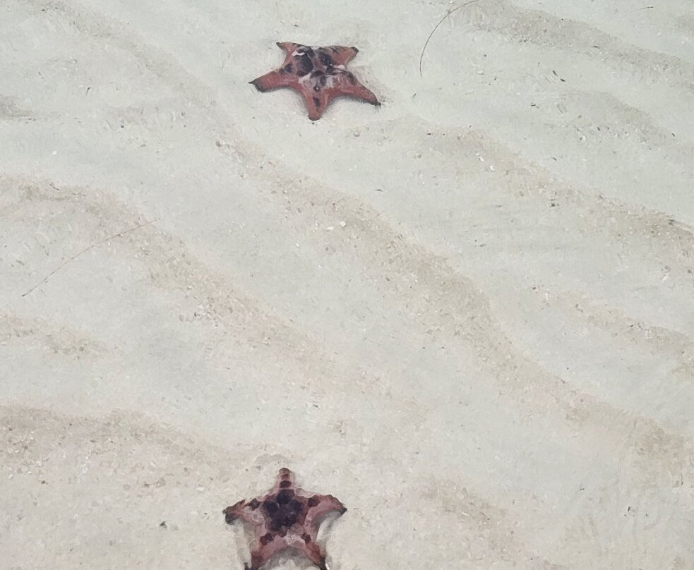 海星沙灘-Ganh Dau必去景点