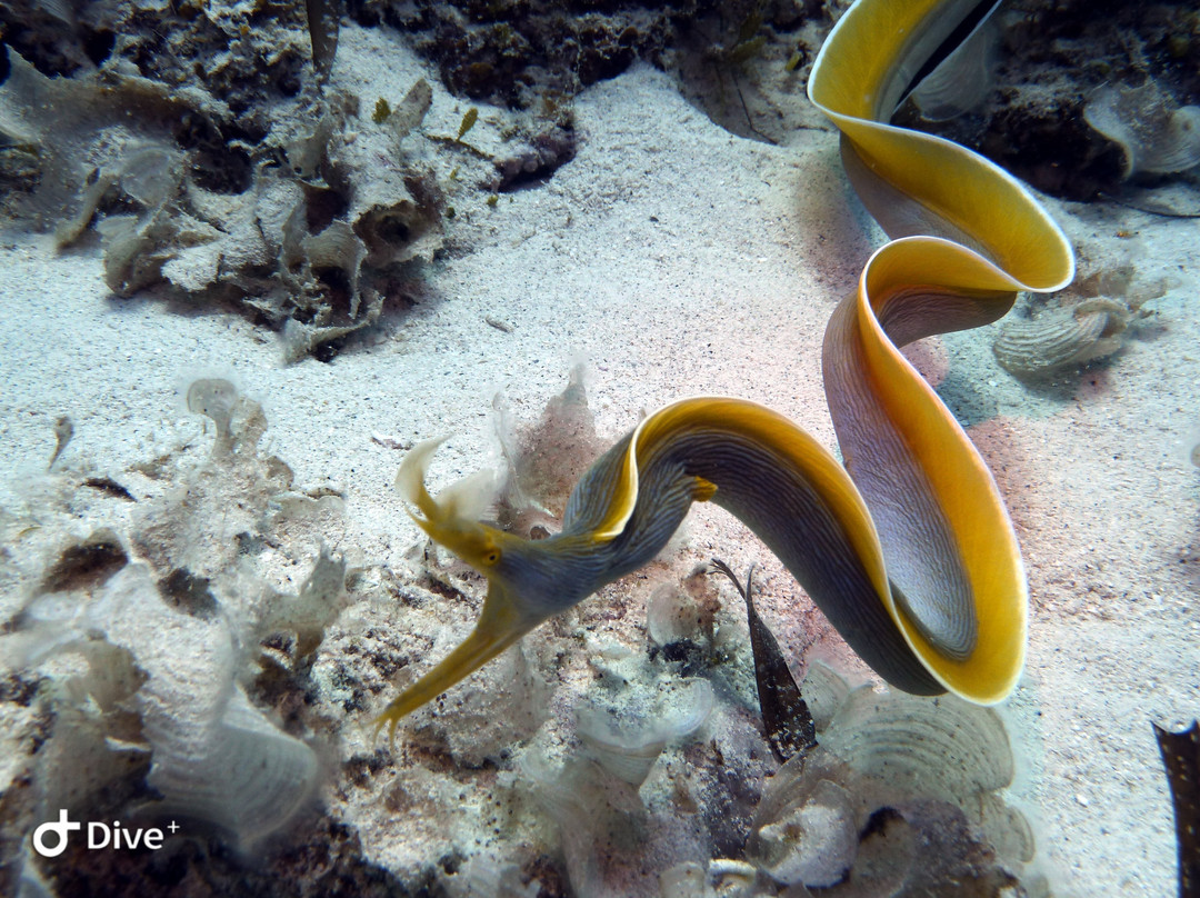 Just Diving-Bain Boeuf必去景点