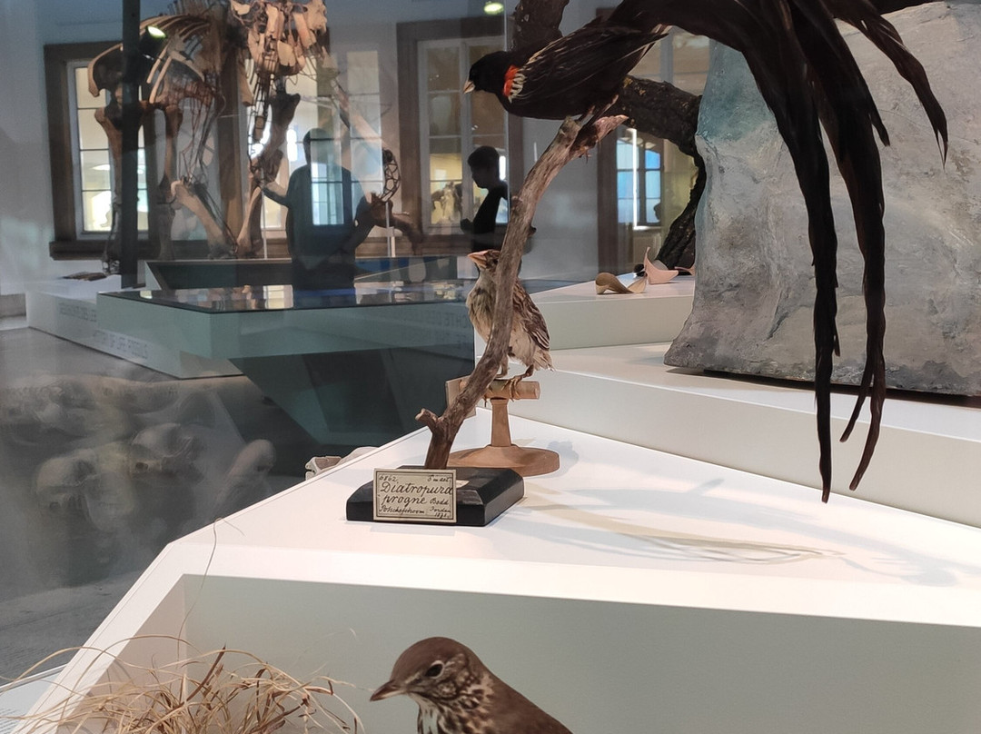 Naturkunde Museum Stuttgart-斯图加特必去景点
