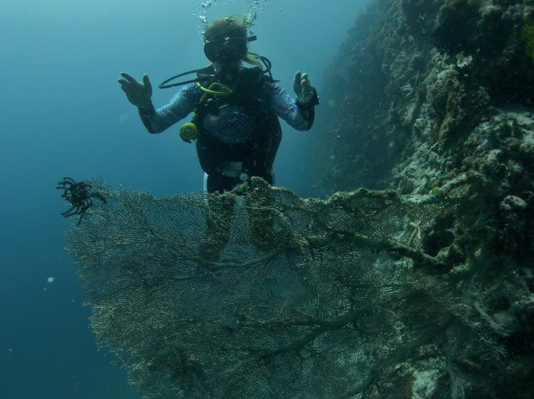 Tropical Divers Dive Center-达瑙市必去景点