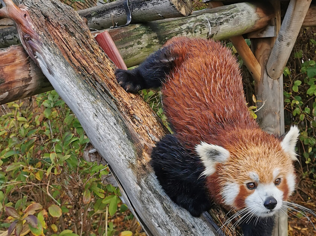 Wingham Wildlife Park-Wingham必去景点