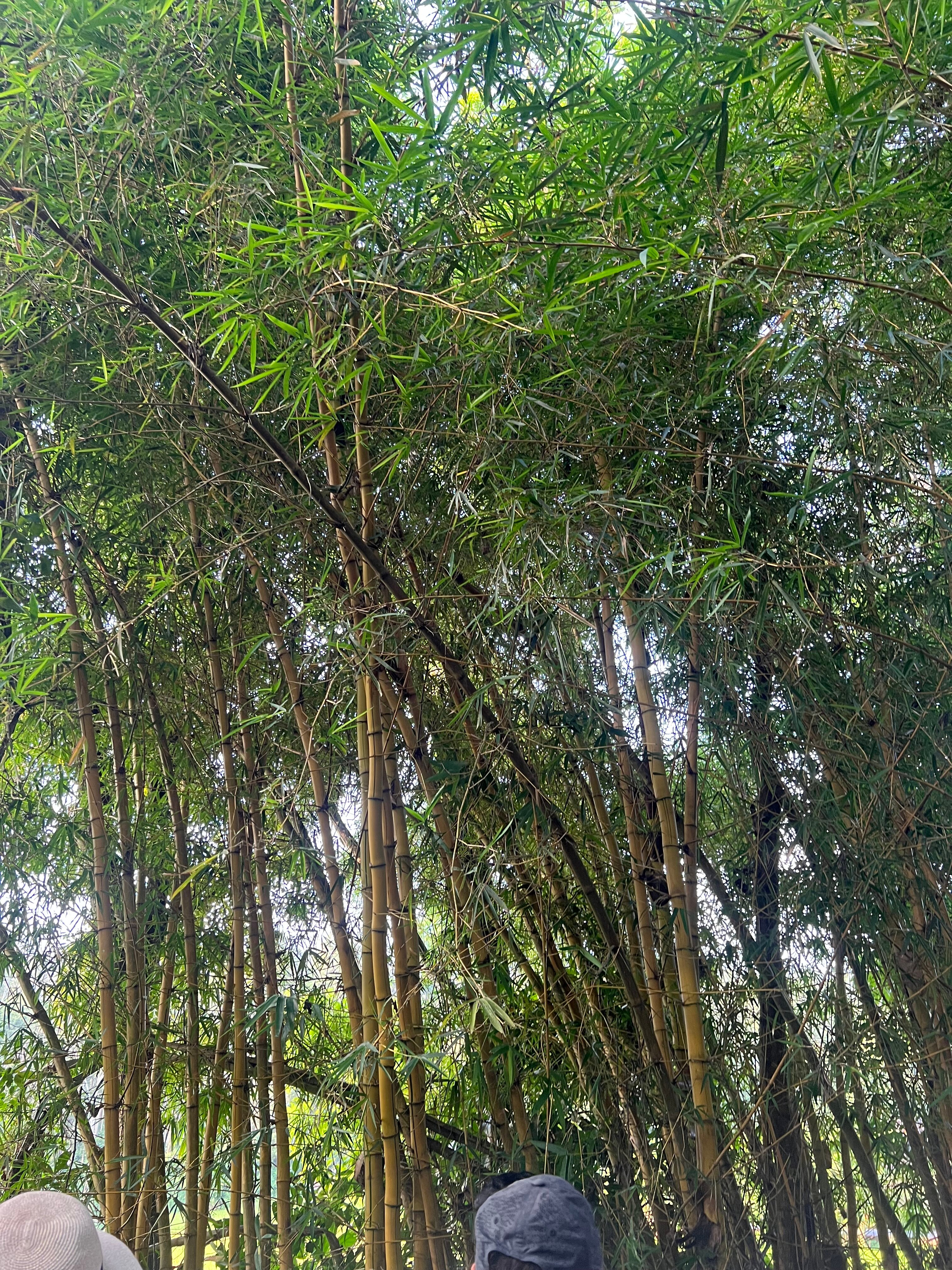 Evolve Back, Coorg-官方