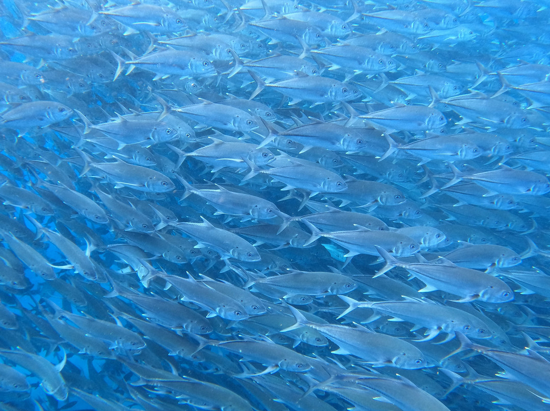 Cabo Pulmo Adventures-Cabo Pulmo必去景点