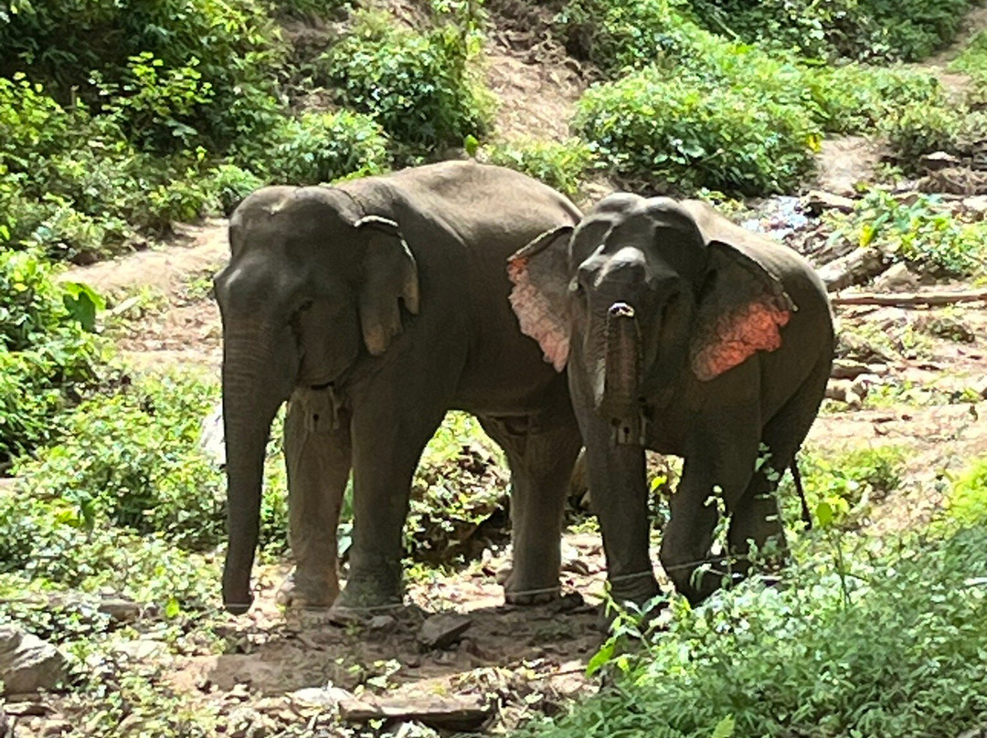 Mekong Elephant Park-北宾必去景点