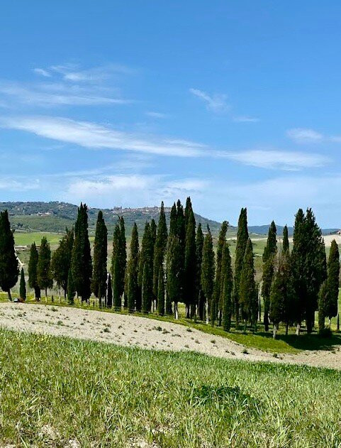Cipressi di San Quirico d'Orcia-圣奎里科多尔恰必去景点